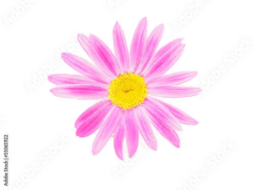 Pink daisy on white background