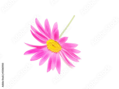 Pink daisy on white background