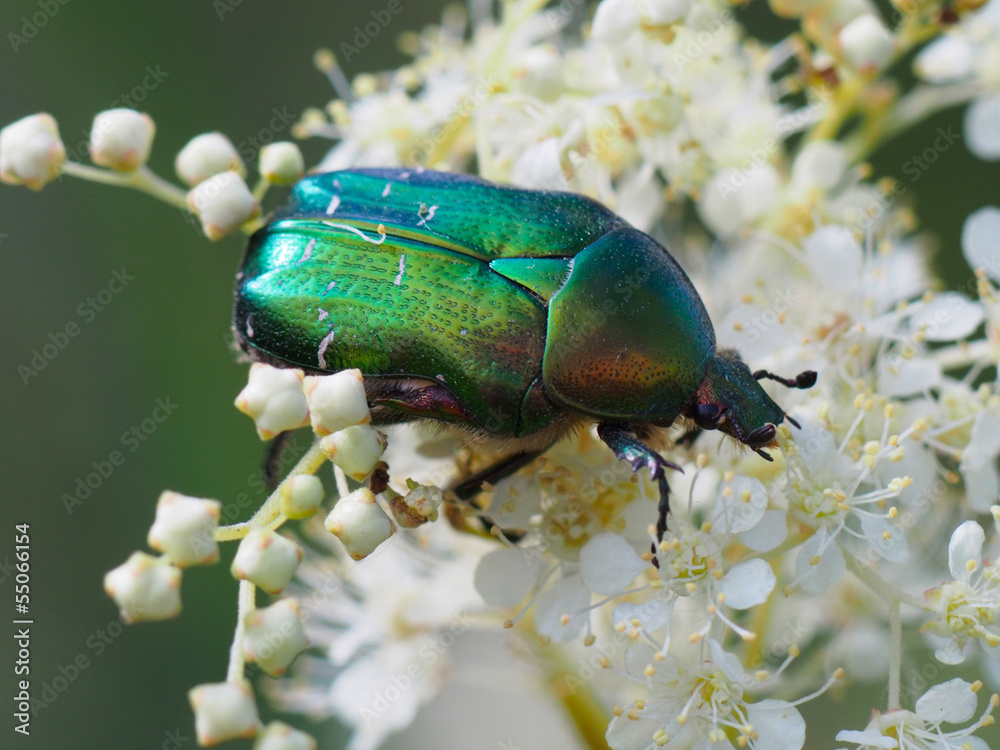 Fototapeta premium Chafer beetle on a flower