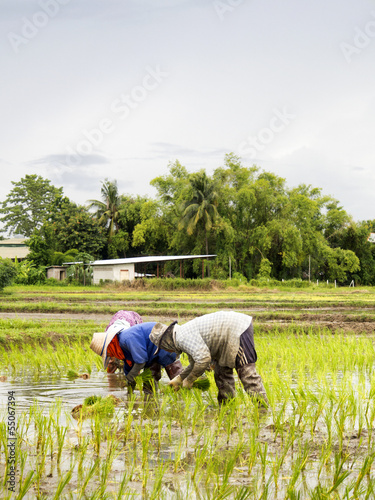 Thailand farmer