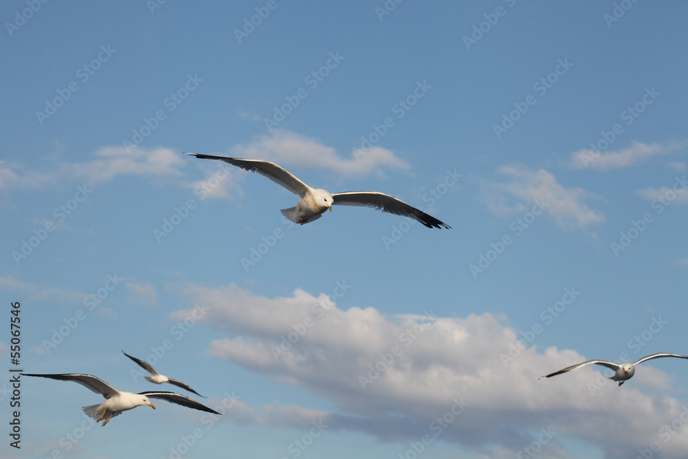 seagulls seagulls