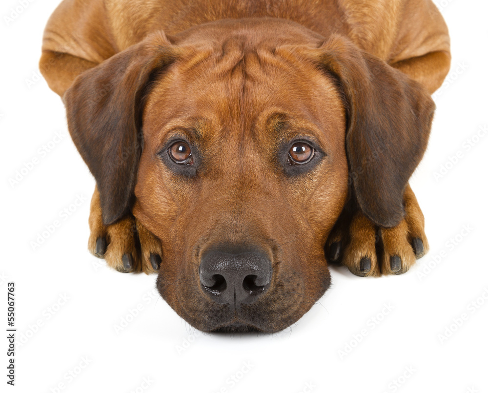 Rhodesian Ridgeback Rhodesian Ridgeback