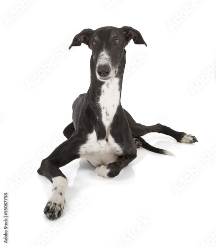 Fotografie, Tablou greyhound