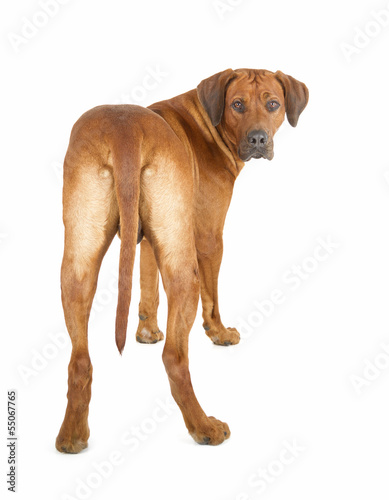 Rhodesian Ridgeback