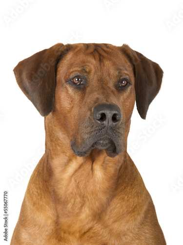 Rhodesian Ridgeback