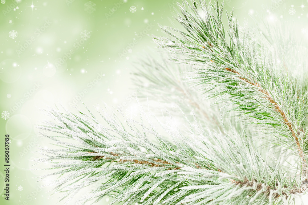 fir Christmas tree branch fir Christmas tree branch