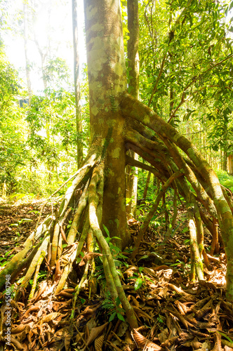 Tree with buttress roots in tropical rainforest © mrfiza