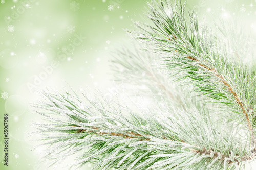 fir Christmas tree branch