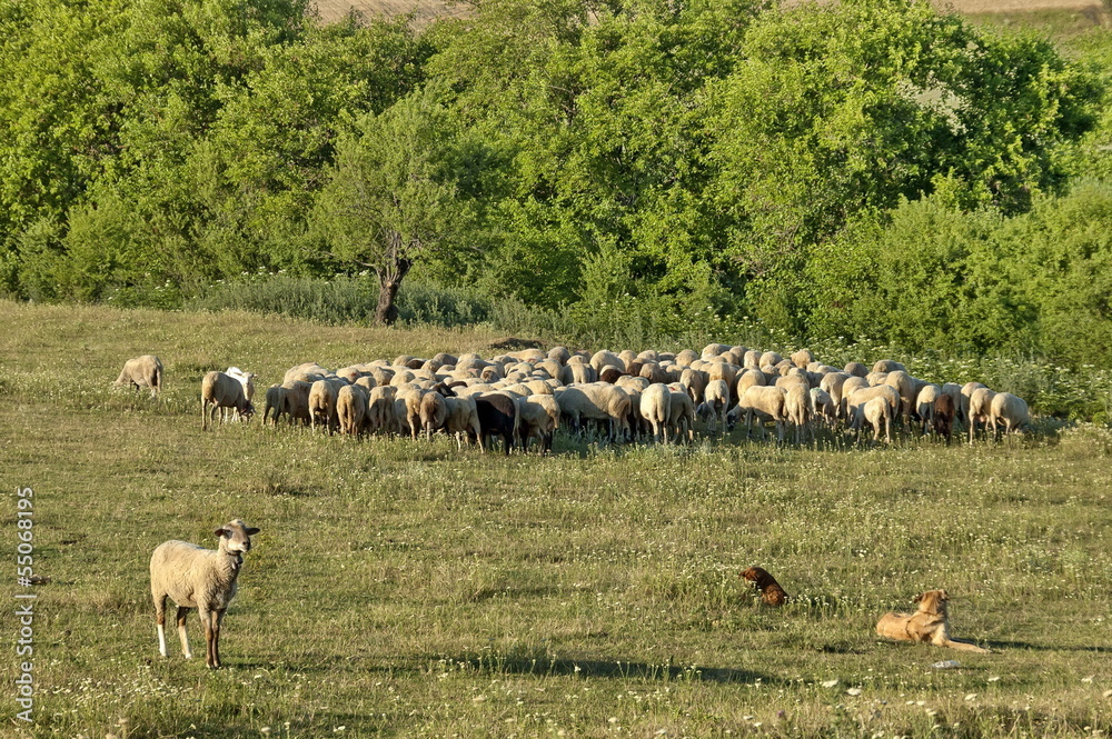 Obraz premium Sheeps flock in ludogorie summer field, Bulgaria