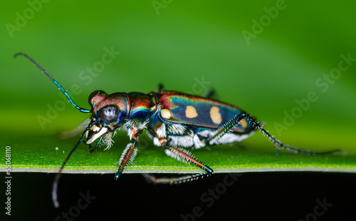 Macro of tiger beetle on green leaf at night photo