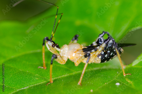 Assassin bug photo