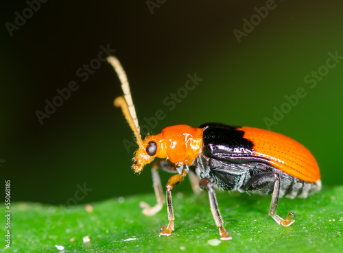 Macro of beetle on green leaf photo