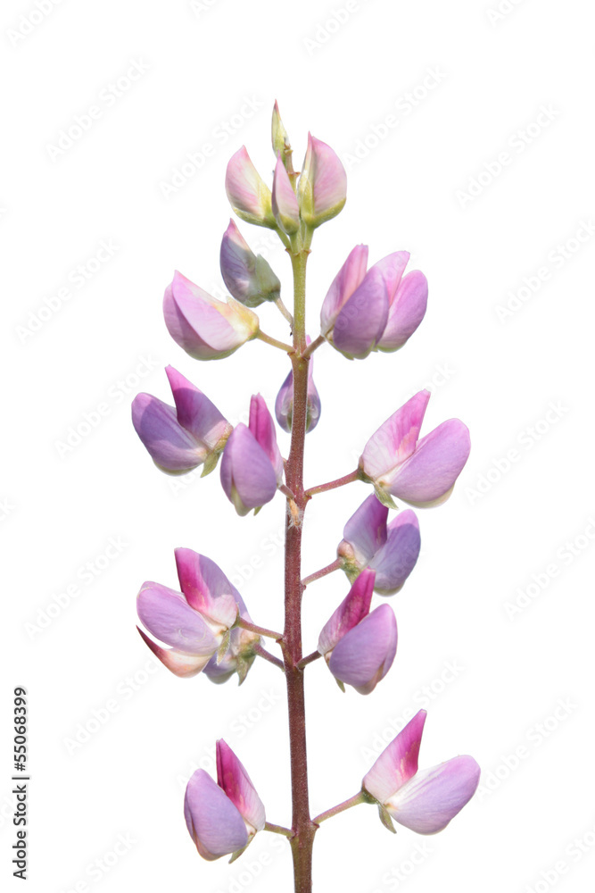 Obraz premium Flower of Lupin isolated on white