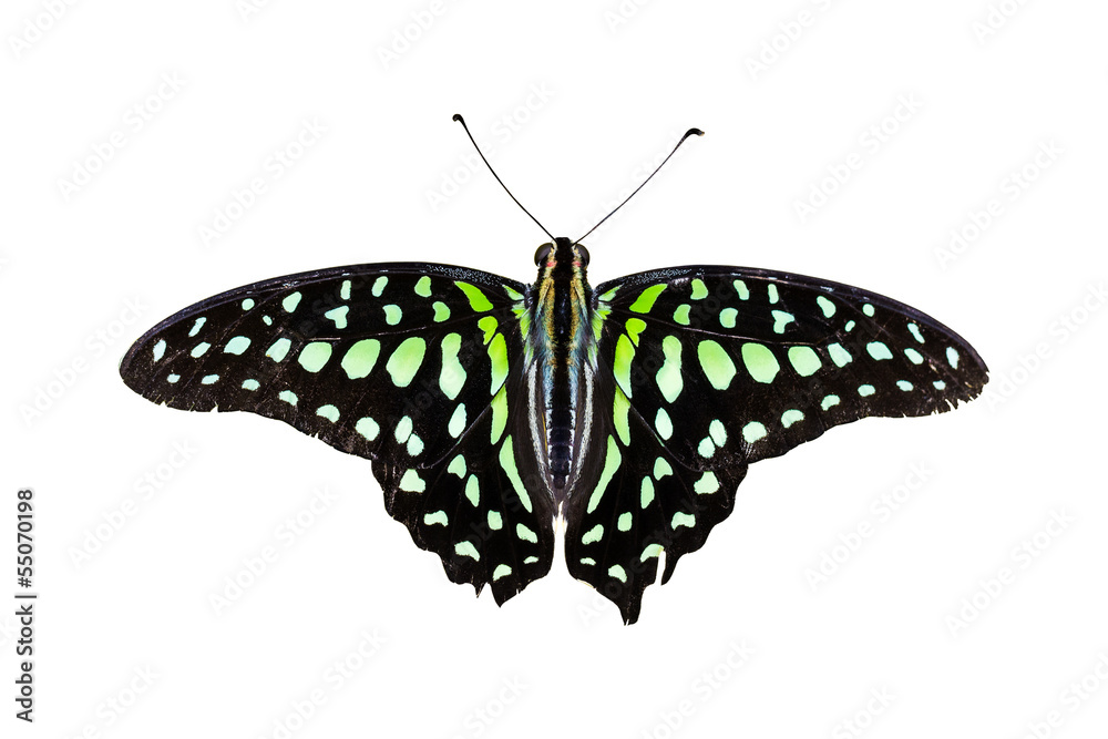 Obraz premium Tailed Jay Butterfly