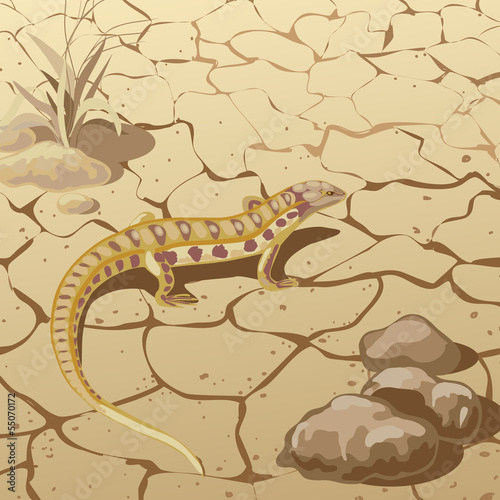 Lizard in steppe