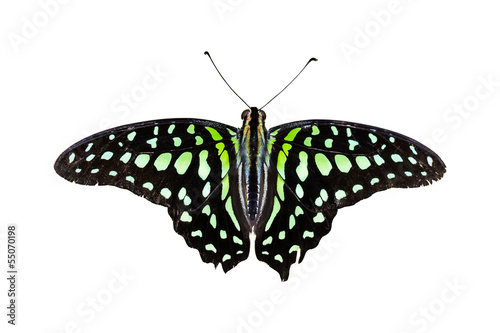 Tailed Jay Butterfly