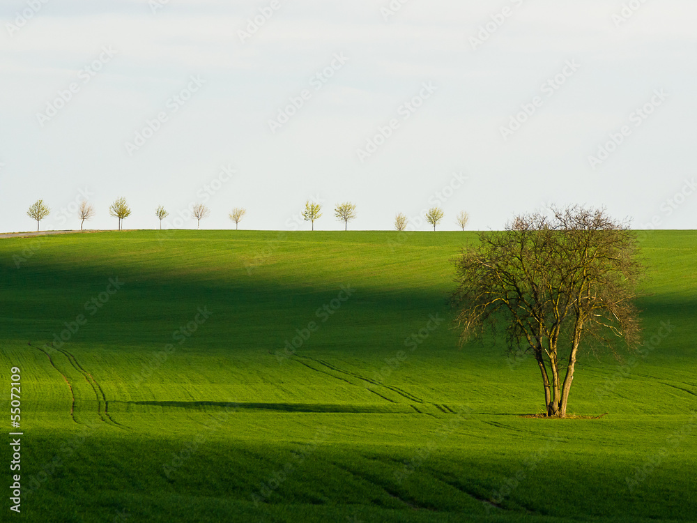 Green tree