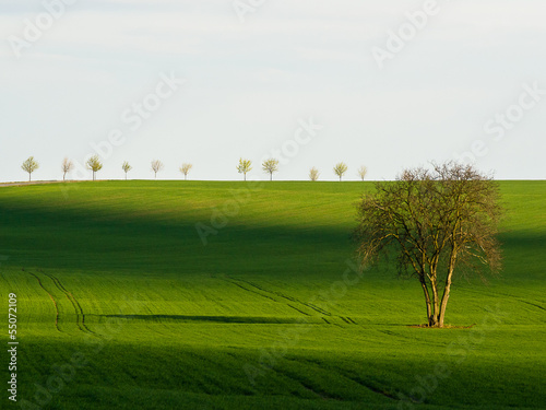 Obraz na płótnie Green tree w salonie