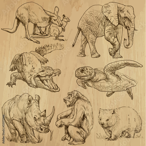Animals around the World (part 1). Collection of hand drawings.