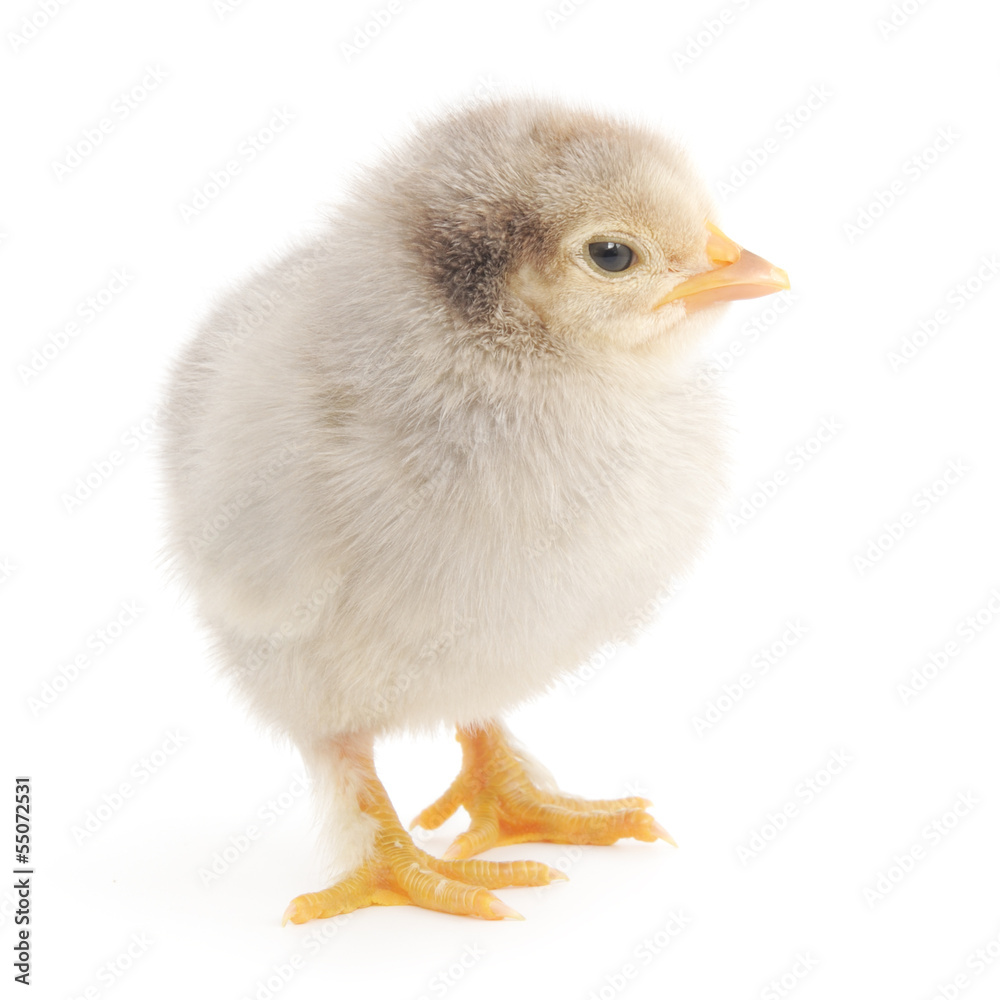 Obraz premium Small chicken