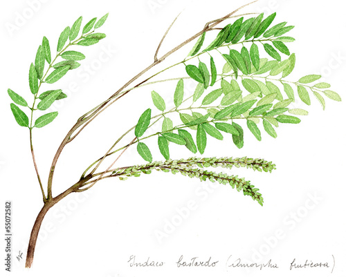indaco - Amorpha fruticosa
