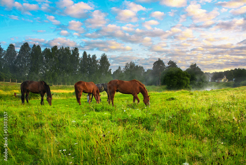 horses on a pasture © yanikap
