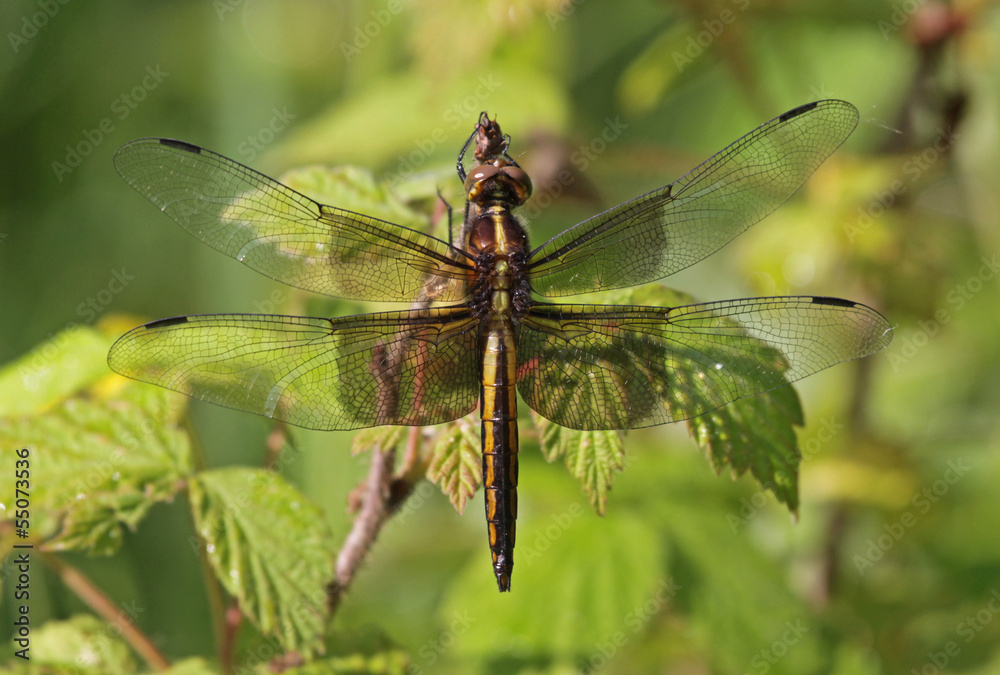 Stationary Female Widow Skimmer
Stationary Female Widow Skimmer