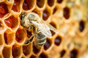 Acrylglasbilder Biene Bienen auf Wabe im Bienenstock  © shaiith