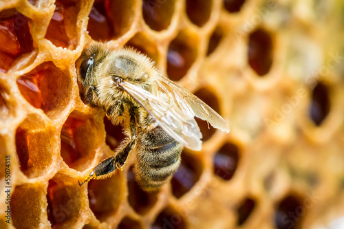 Fototapete Schließen Sie oben von den Bienen in einem Bienenstock auf Bienenwabe