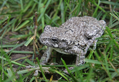 A Gray Tree Frog (Hyla versicolor) sitting in grass. Shot in Kitchener, Ontario, Canada..