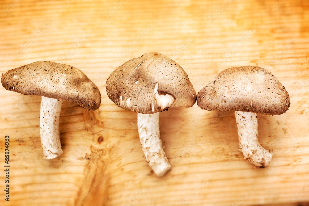 Shiitake mushroom Shiitake mushroom