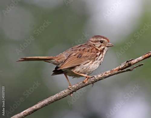 Song Sparrow Portrait © Chris Hill