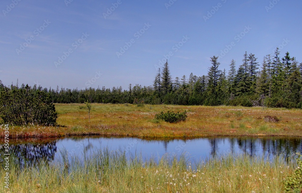 Paysage de la foret noire 