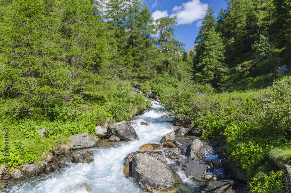 Mountain river in alpine coniferous forest. Italy Mountain river in alpine coniferous forest. Italy