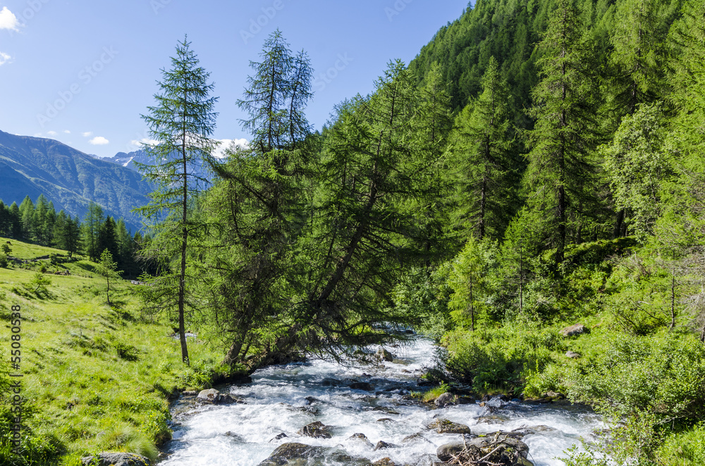 Mountain river in alpine coniferous forest. Italy Mountain river in alpine coniferous forest. Italy
