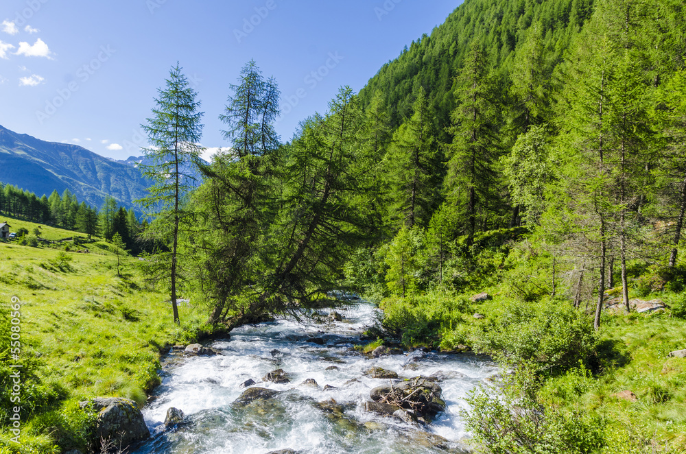 Mountain river in alpine coniferous forest. Italy Mountain river in alpine coniferous forest. Italy