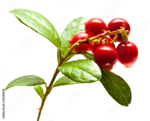 Vaccinium vitis-idaea,lingonberry