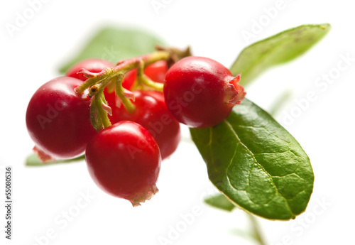Vaccinium vitis-idaea,lingonberry