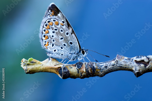 Farfalla s sfondo blu cielo photo