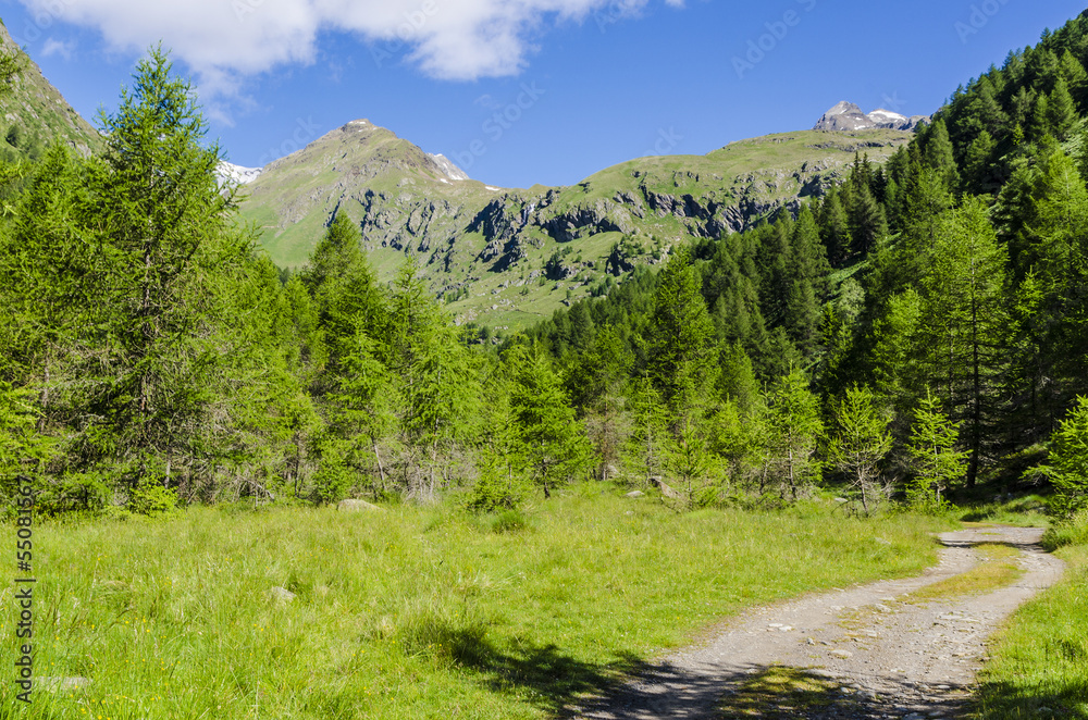 road at the foot of the Alps, and coniferous forest road at the foot of the Alps, and coniferous forest