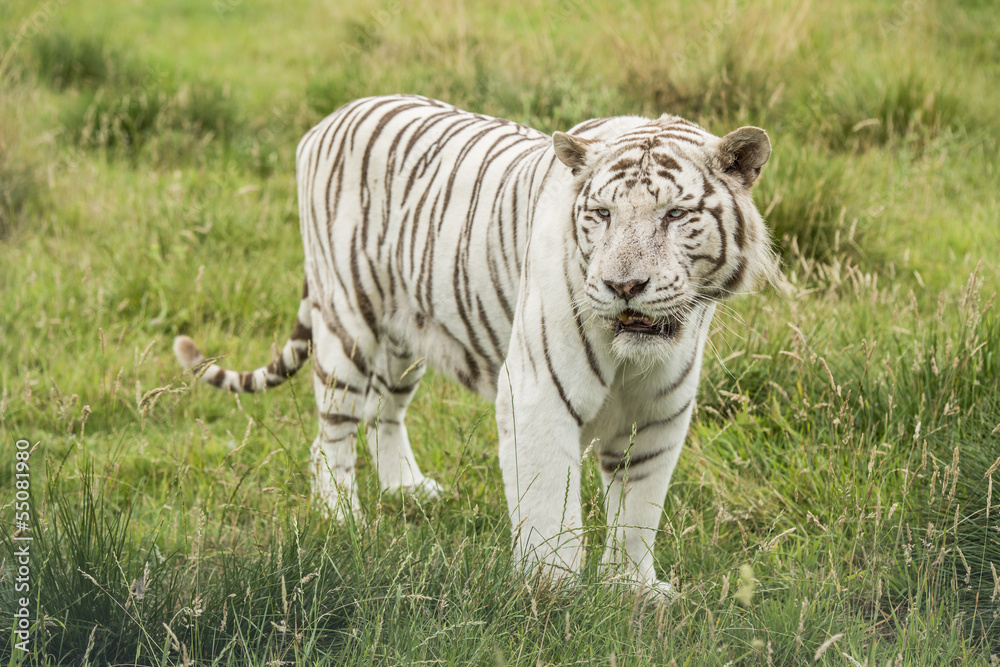 Fototapeta premium White bengal tiger