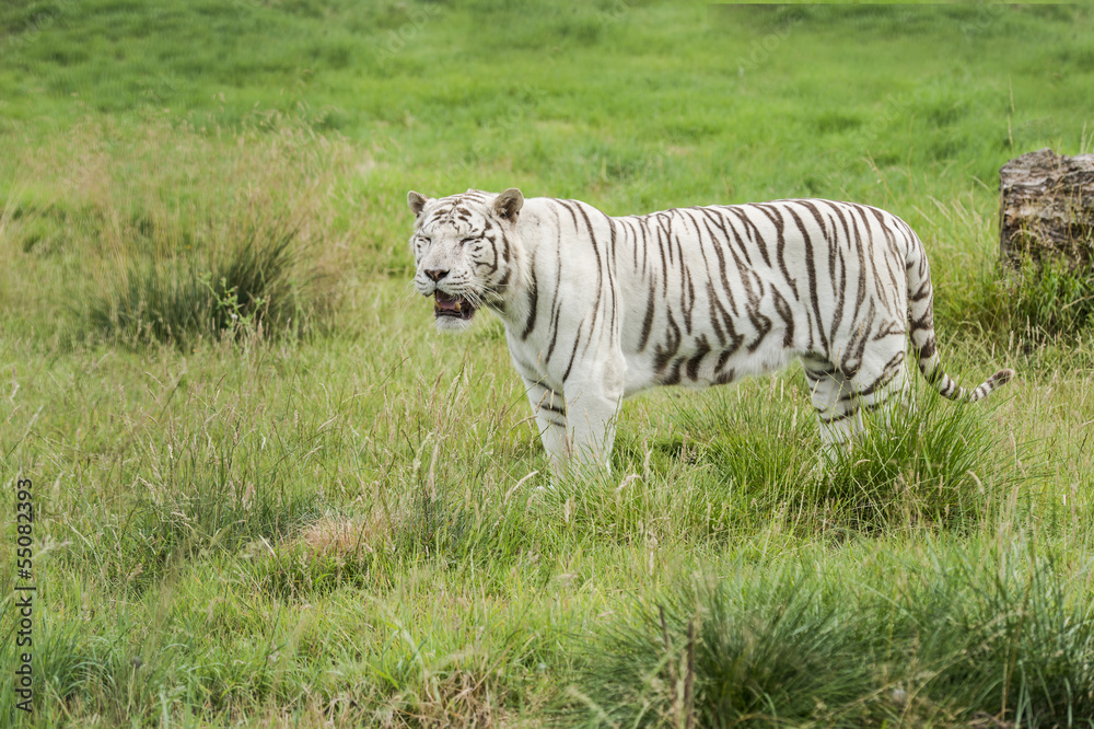 Naklejka premium White bengal tiger