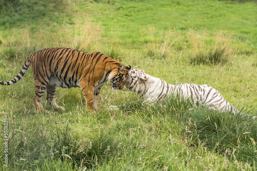 Fototapeta Naklejka Na Ścianę i Meble -  Two bengal tigers - white and orange