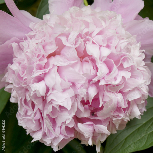 Closeup of a pink floribunda rose