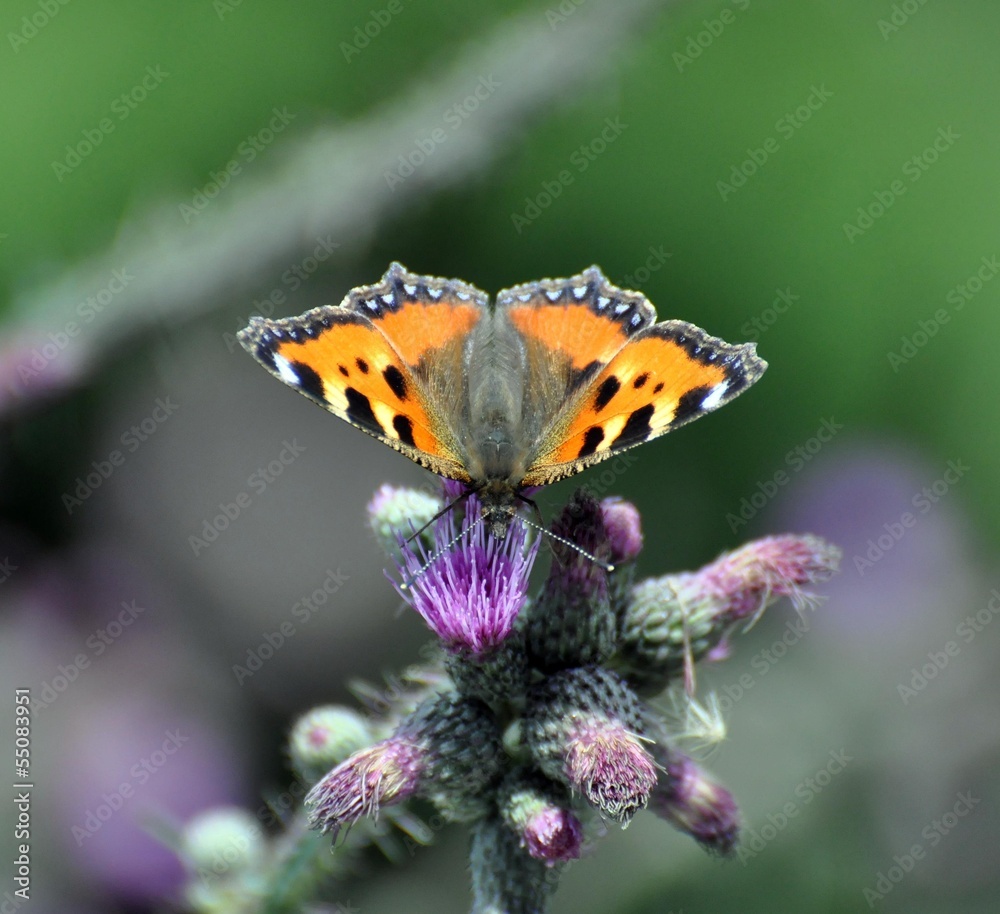 Obraz premium Kleiner Fuchs