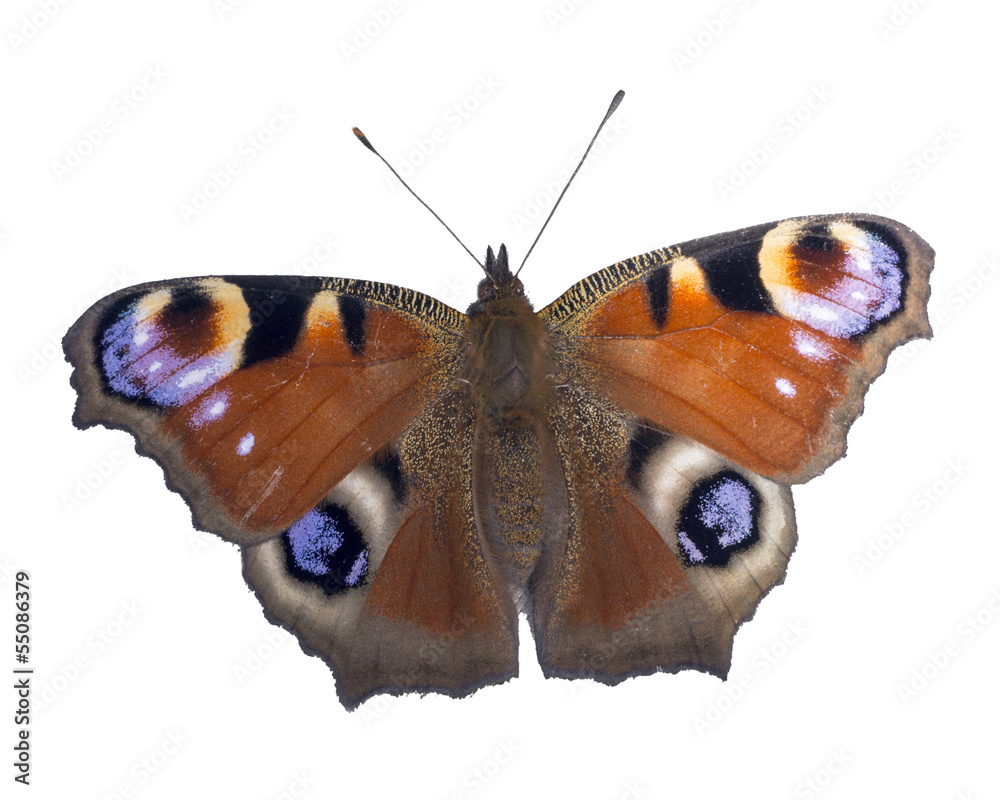 Fototapeta premium Peacock Butterfly
