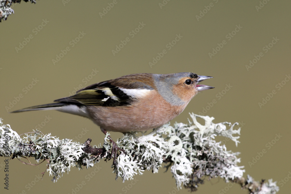 Obraz premium Chaffinch, Fringilla coelebs