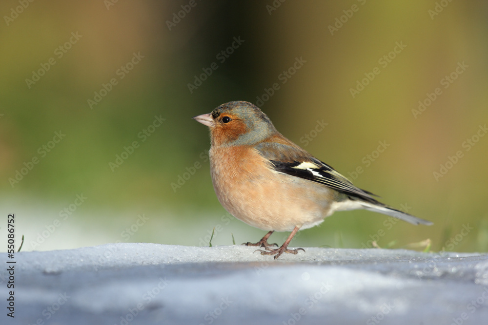 Chaffinch, Fringilla coelebs Chaffinch, Fringilla coelebs