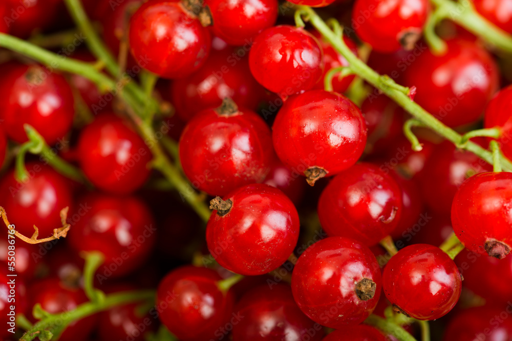 Red currant berry