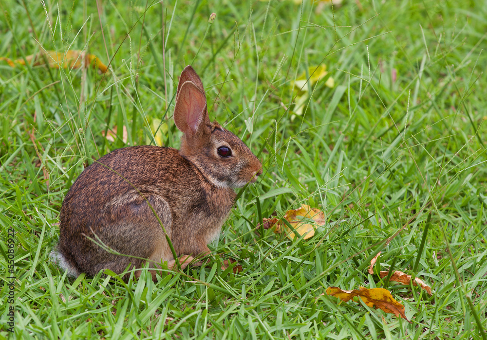 Fototapeta premium Wild rabbit